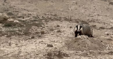 Doğanın Gizli Sakini Porsuk, Eskil Şabanlı Yaylası’nda Objektife Yansıdı