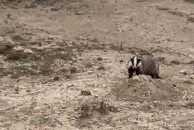Doğanın Gizli Sakini Porsuk, Eskil Şabanlı Yaylası’nda Objektife Yansıdı